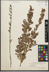 Foto von Salix starkeana Willd.